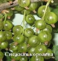 Саженцы смородины черной СНЕЖНАЯ КОРОЛЕВА